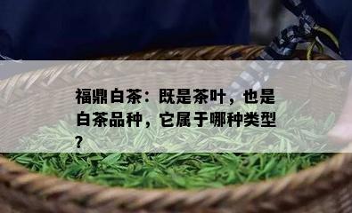 福鼎白茶：既是茶叶，也是白茶品种，它属于哪种类型？