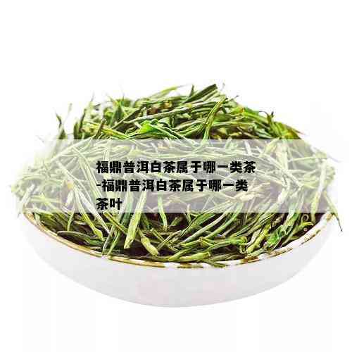 福鼎普洱白茶属于哪一类茶-福鼎普洱白茶属于哪一类茶叶