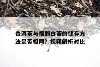 普洱茶与福鼎白茶的储存方法是否相同？视频解析对比