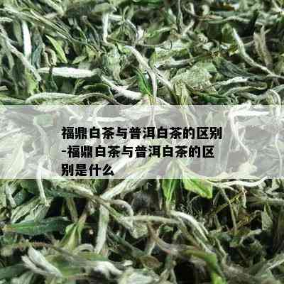 福鼎白茶与普洱白茶的区别-福鼎白茶与普洱白茶的区别是什么