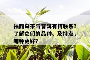 福鼎白茶与普洱有何联系？了解它们的品种、及特点，哪种更好？