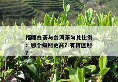 福鼎白茶与普洱茶勾兑比例：哪个级别更高？有何区别？