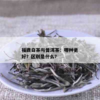 福鼎白茶与普洱茶：哪种更好？区别是什么？