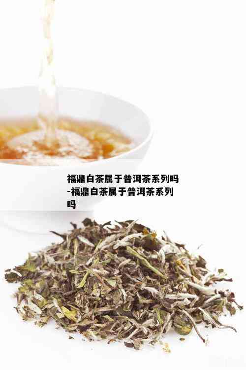 福鼎白茶属于普洱茶系列吗-福鼎白茶属于普洱茶系列吗