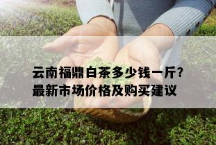 云南福鼎白茶多少钱一斤？最新市场价格及购买建议