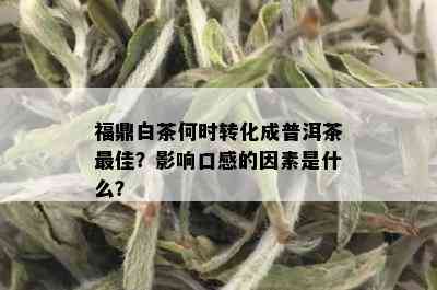 福鼎白茶何时转化成普洱茶更佳？影响口感的因素是什么？