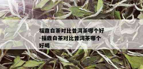 福鼎白茶对比普洱茶哪个好-福鼎白茶对比普洱茶哪个好喝