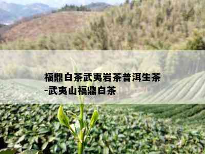 福鼎白茶武夷岩茶普洱生茶-武夷山福鼎白茶