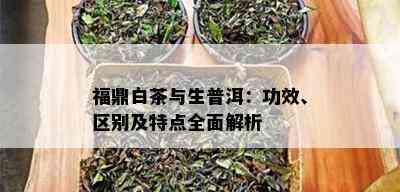 福鼎白茶与生普洱：功效、区别及特点全面解析