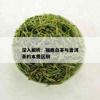 深入解析：福鼎白茶与普洱茶的本质区别