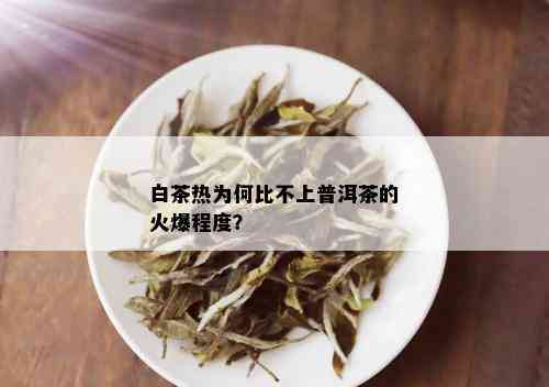 白茶热为何比不上普洱茶的火爆程度？