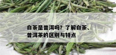 白茶是普洱吗？了解白茶、普洱茶的区别与特点