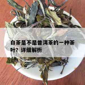 白茶是不是普洱茶的一种茶叶？详细解析