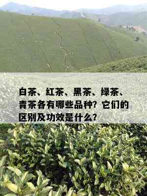 白茶、红茶、黑茶、绿茶、青茶各有哪些品种？它们的区别及功效是什么？