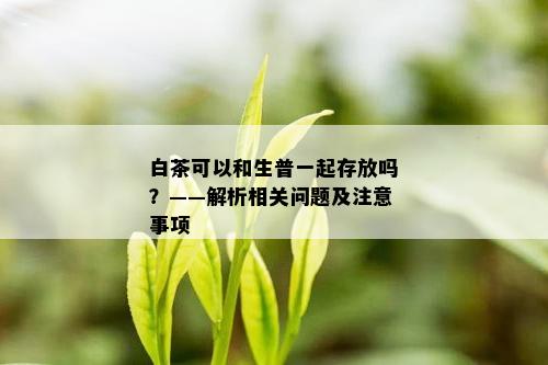 白茶可以和生普一起存放吗？——解析相关问题及注意事项