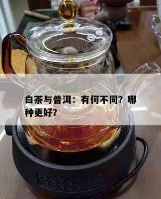 白茶与普洱：有何不同？哪种更好？