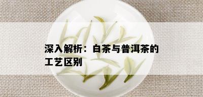 深入解析：白茶与普洱茶的工艺区别