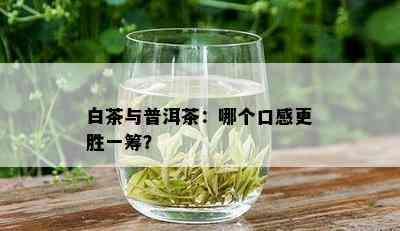 白茶与普洱茶：哪个口感更胜一筹？