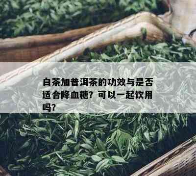 白茶加普洱茶的功效与是否适合降血糖？可以一起饮用吗？