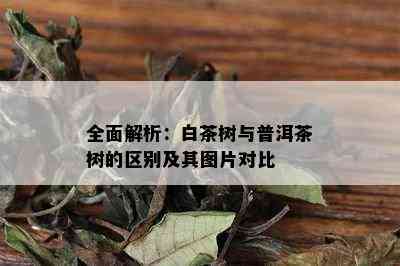 全面解析：白茶树与普洱茶树的区别及其图片对比