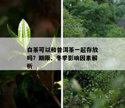 白茶可以和普洱茶一起存放吗？期限、冬季影响因素解析