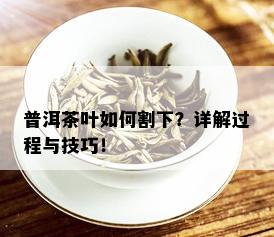 普洱茶叶如何割下？详解过程与技巧！