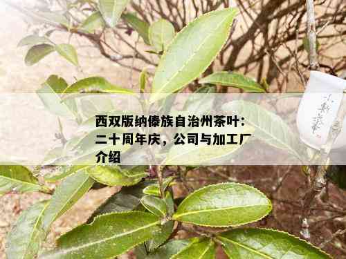 西双版纳傣族自治州茶叶：二十周年庆，公司与加工厂介绍