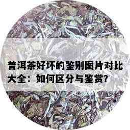 普洱茶好坏的鉴别图片对比大全：如何区分与鉴赏？