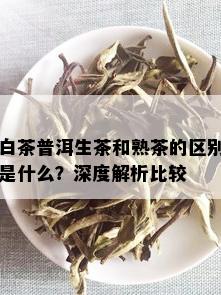 白茶普洱生茶和熟茶的区别是什么？深度解析比较