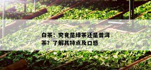 白茶：究竟是绿茶还是普洱茶？了解其特点及口感