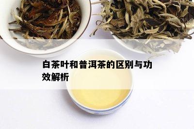 白茶叶和普洱茶的区别与功效解析