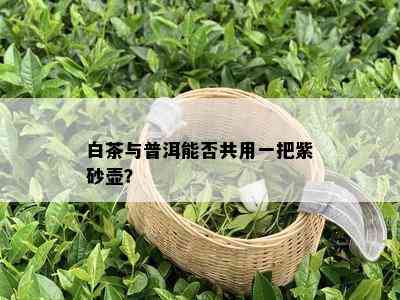 白茶与普洱能否共用一把紫砂壶？