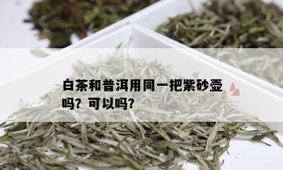 白茶和普洱用同一把紫砂壶吗？可以吗？