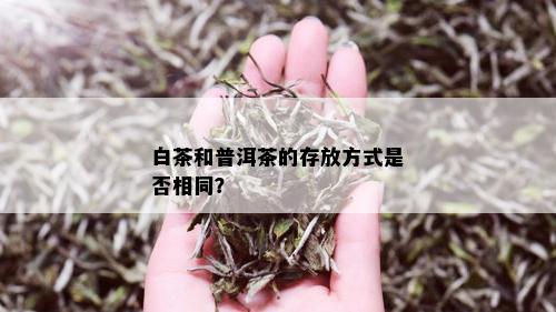 白茶和普洱茶的存放方式是否相同？