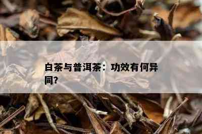 白茶与普洱茶：功效有何异同？