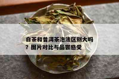 白茶和普洱茶泡法区别大吗？图片对比与品尝感受