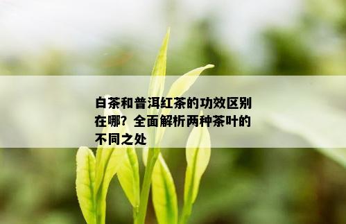 白茶和普洱红茶的功效区别在哪？全面解析两种茶叶的不同之处