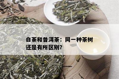 白茶和普洱茶：同一种茶树还是有所区别？