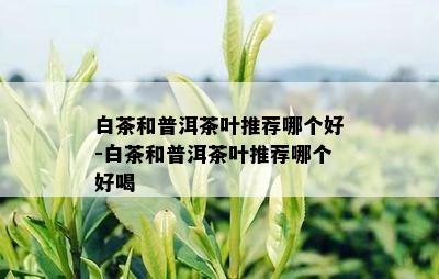 白茶和普洱茶叶推荐哪个好-白茶和普洱茶叶推荐哪个好喝