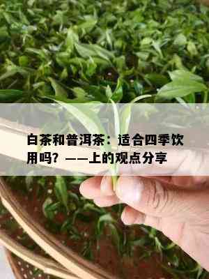 白茶和普洱茶：适合四季饮用吗？——上的观点分享