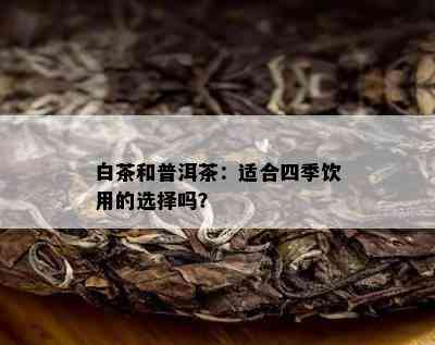 白茶和普洱茶：适合四季饮用的选择吗？