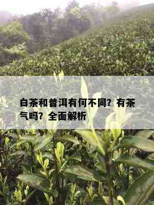 白茶和普洱有何不同？有茶气吗？全面解析