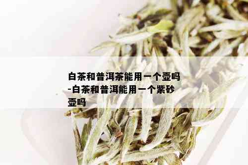 白茶和普洱茶能用一个壶吗-白茶和普洱能用一个紫砂壶吗