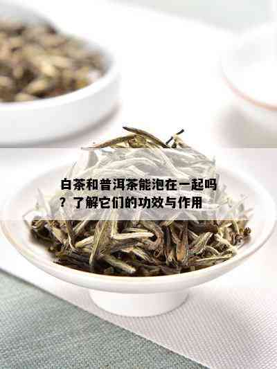 白茶和普洱茶能泡在一起吗？了解它们的功效与作用