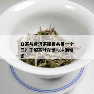 白茶与普洱茶能否共用一个壶？了解茶叶存储与冲泡知识