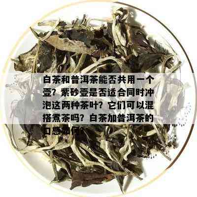 白茶和普洱茶能否共用一个壶？紫砂壶是否适合同时冲泡这两种茶叶？它们可以混搭煮茶吗？白茶加普洱茶的口感如何？