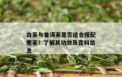 白茶与普洱茶是否适合搭配煮茶？了解其功效及百科信息