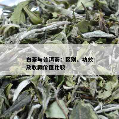 白茶与普洱茶：区别、功效及收藏价值比较