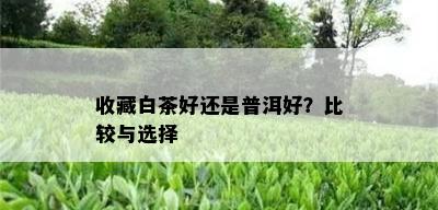 收藏白茶好还是普洱好？比较与选择