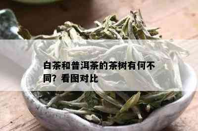 白茶和普洱茶的茶树有何不同？看图对比